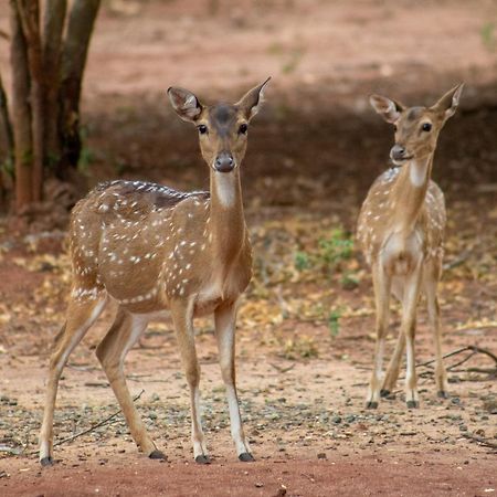 Yala Eco Bush Camp Hotel Exterior photo