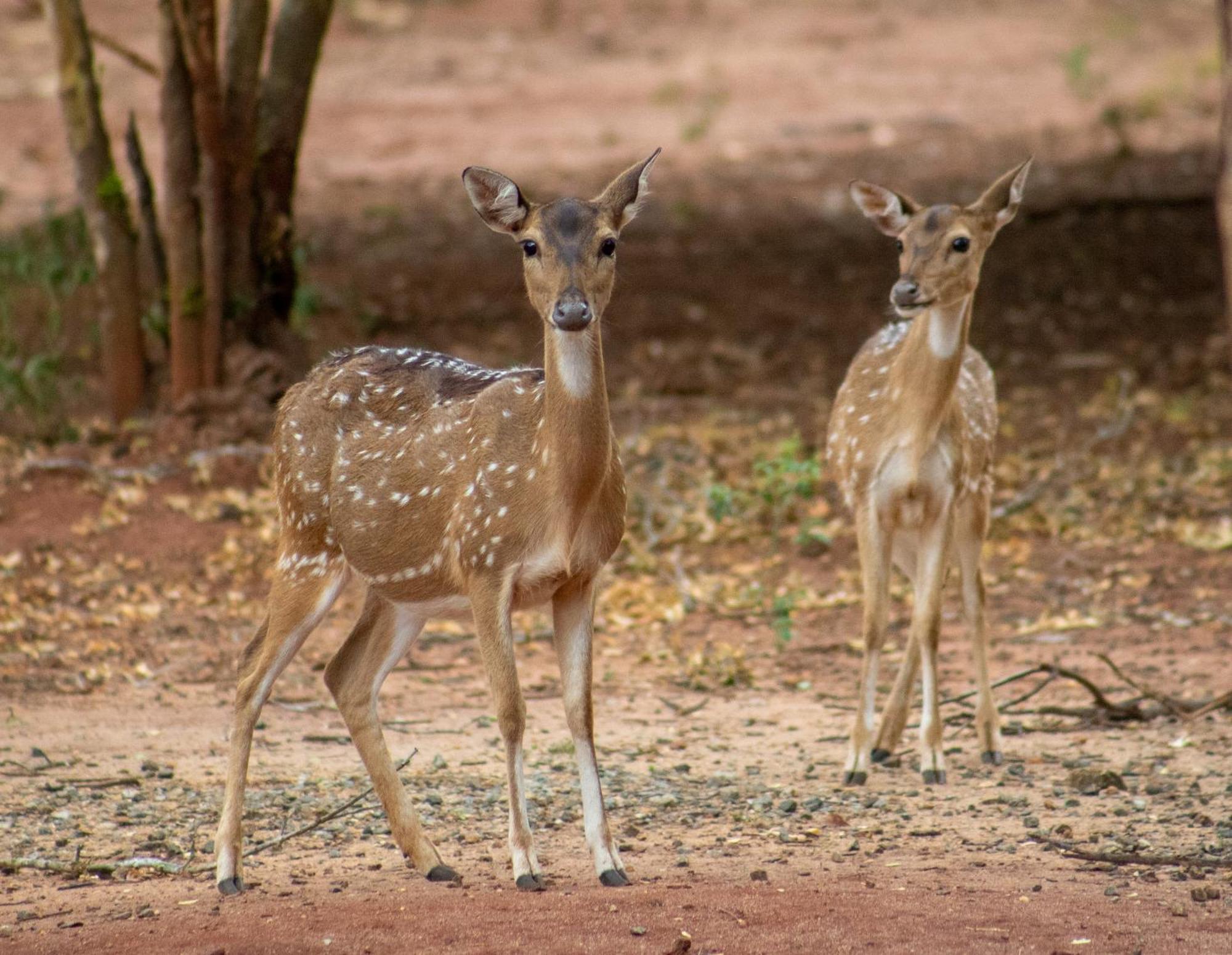 Yala Eco Bush Camp Hotel Exterior photo